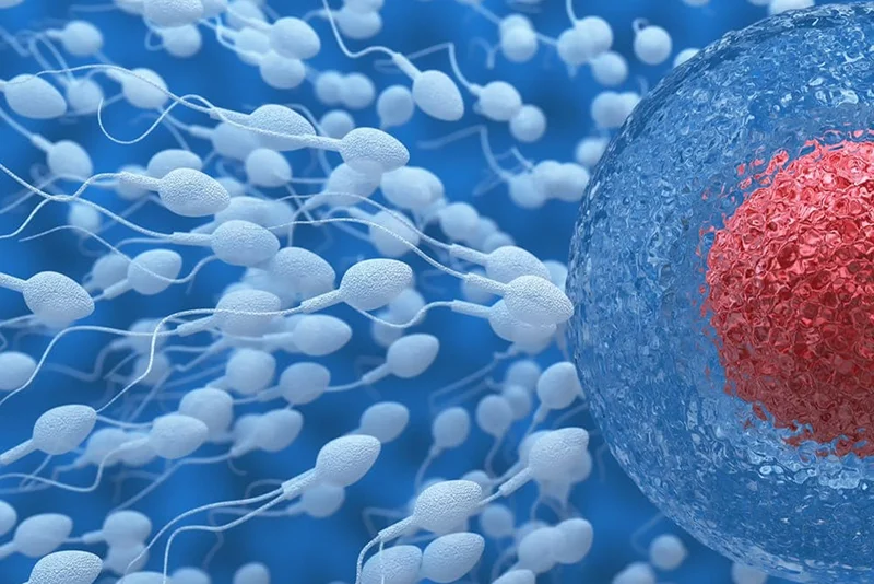 Egg donation in Bangkok